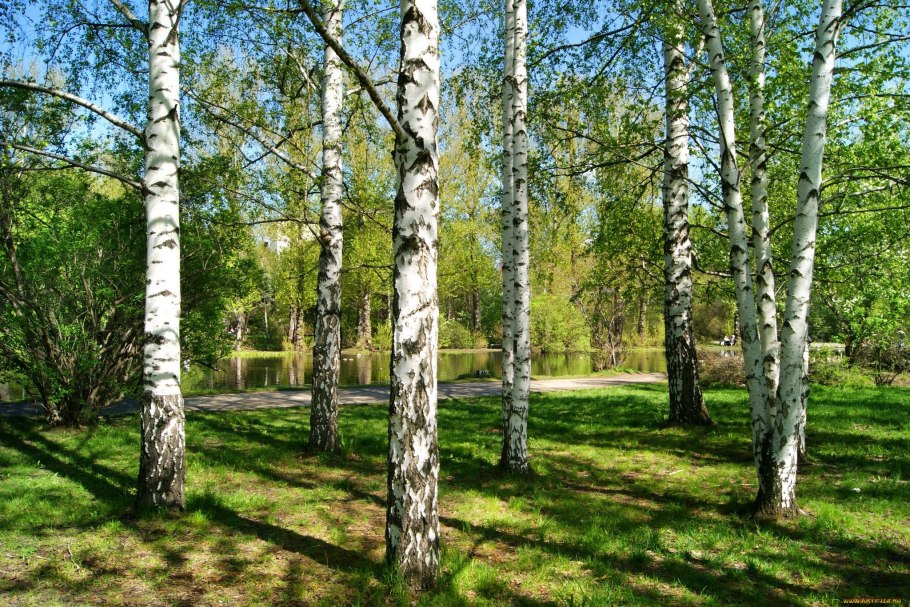 Береза повислая Пурпуреа