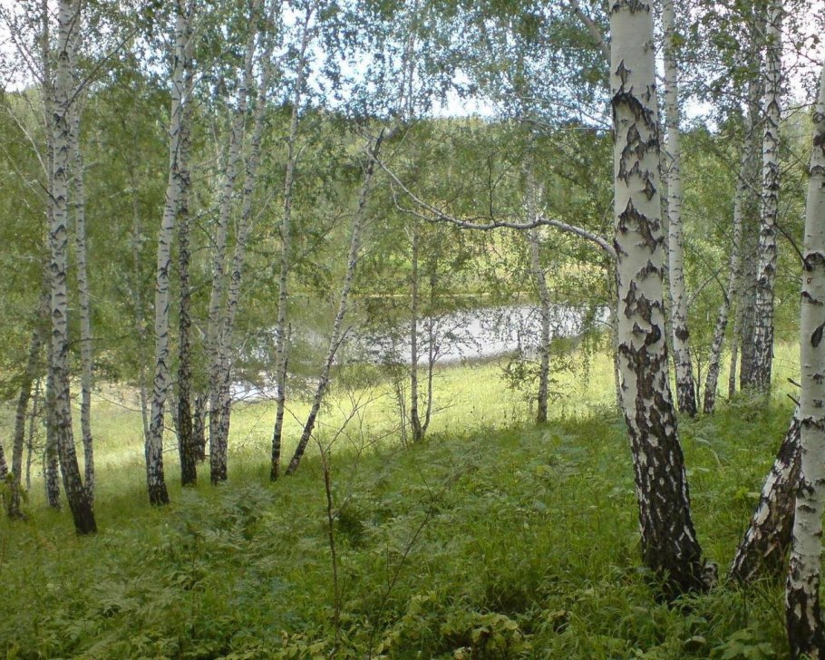 Изящная береза