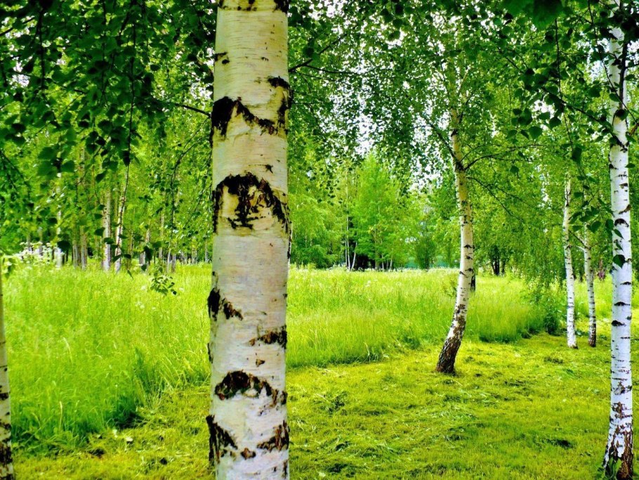 Березовая роща Кострома