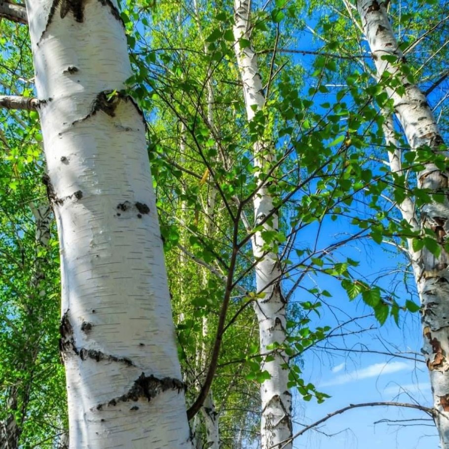 Betula tortuosa Ledeb. - Береза Извилистая