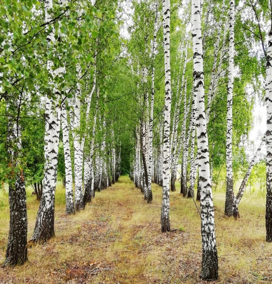 Березки березоньки