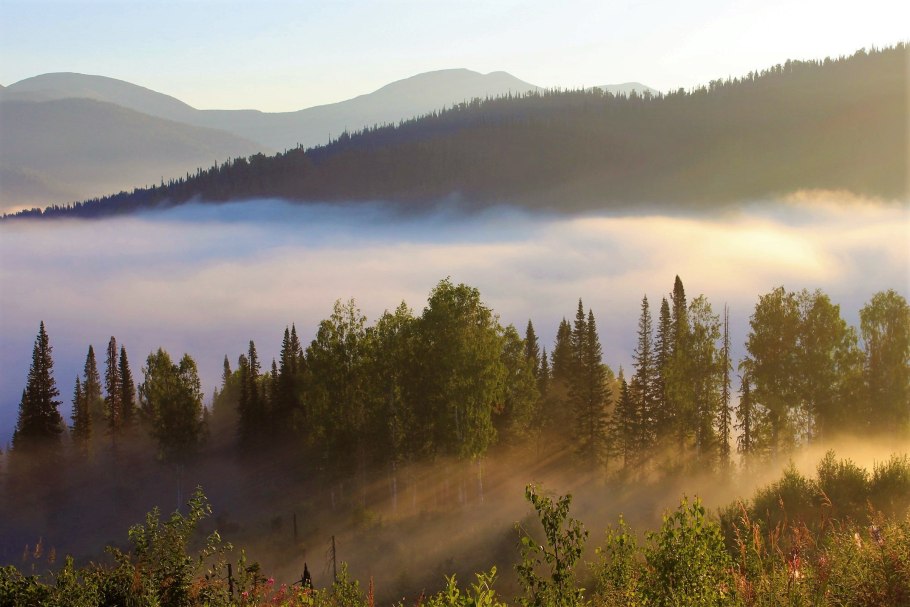 Кувайская Тайга