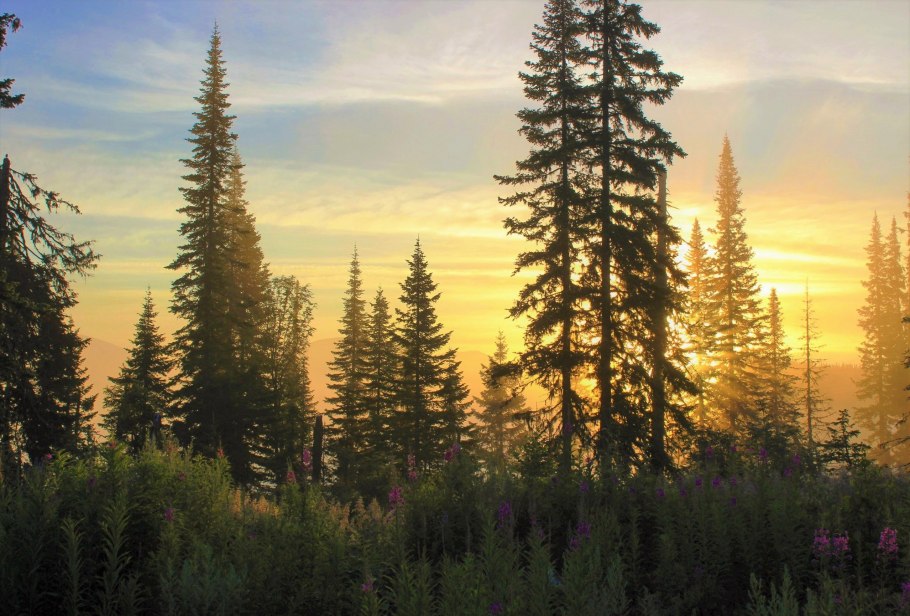 Пихтовый лес Сибири