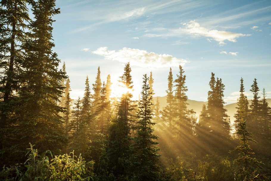 Еловый лес солнце