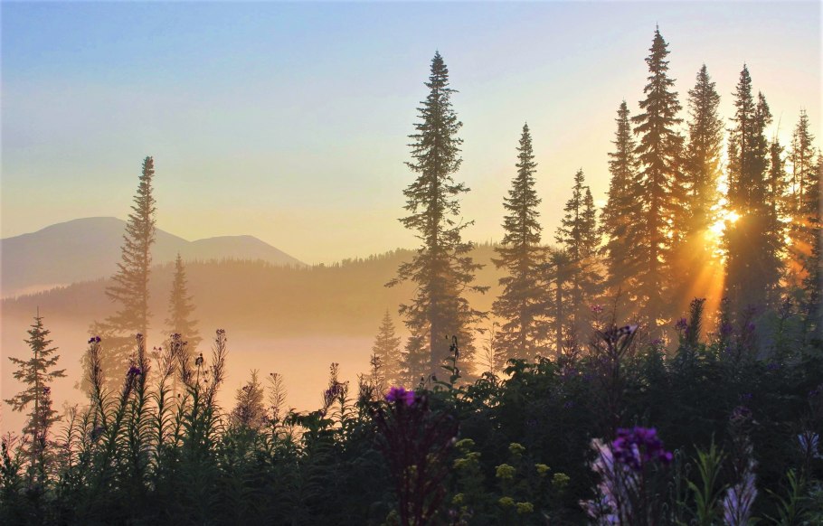 Рассвет в тайге