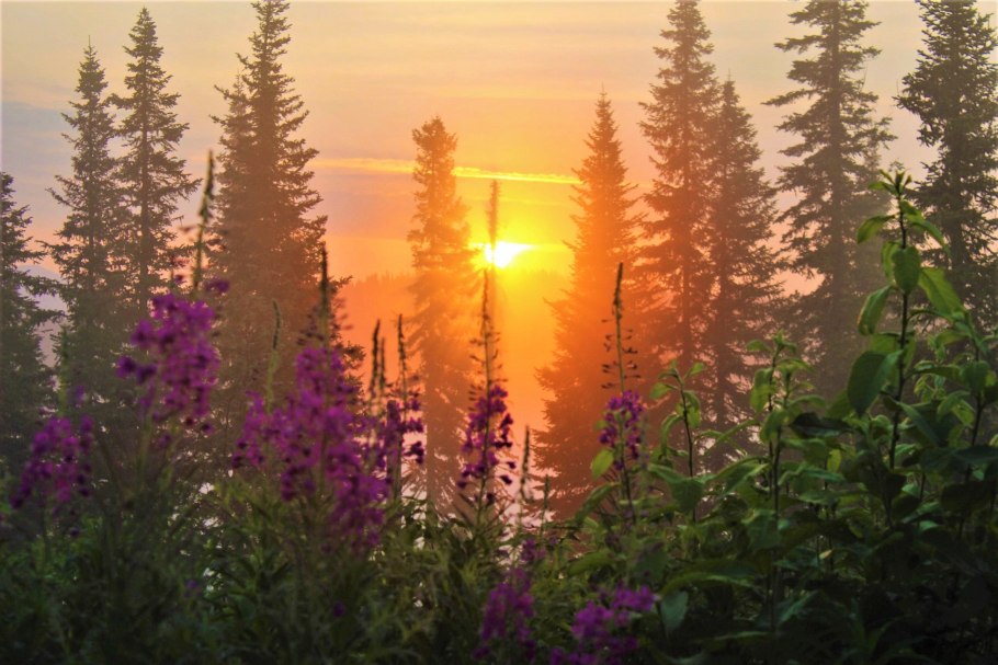 Красивые растения в тайге