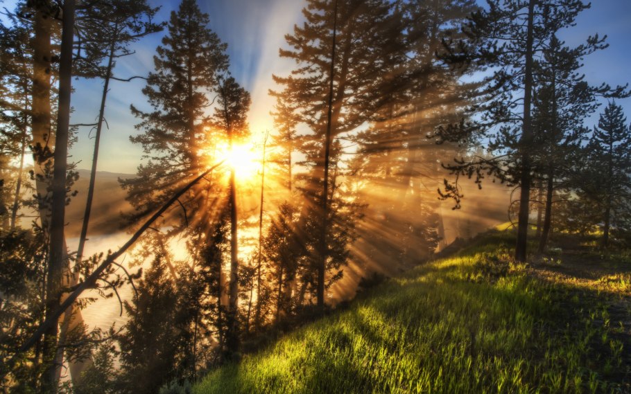 Рассвет в лесу