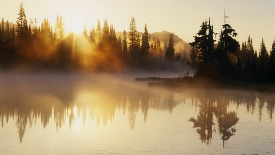 Лес озеро туман