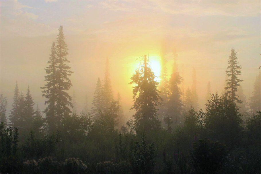 Тайга Восход