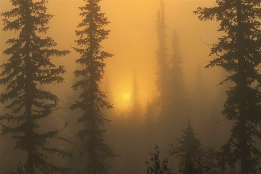 Рассвет в тайге