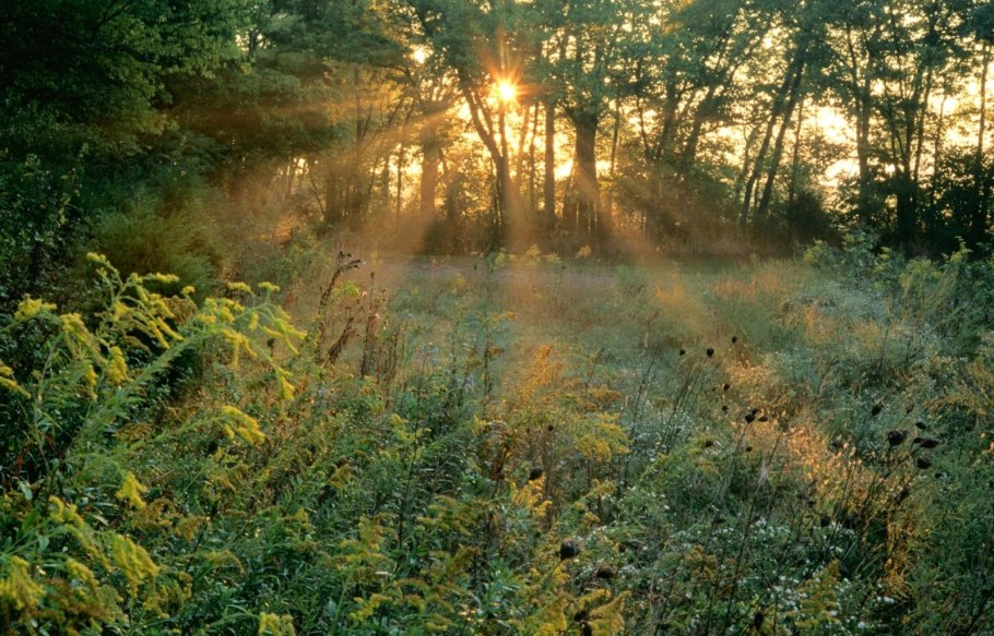 Восход в лесу