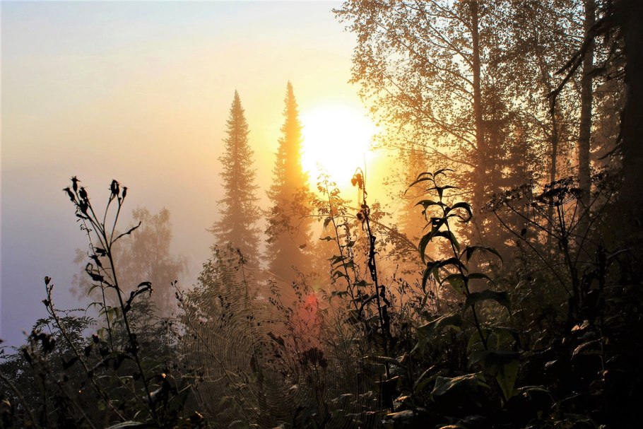 Рассвет над лесом