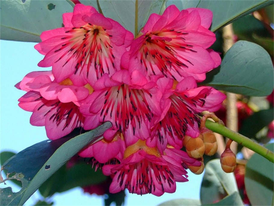Rhodoleia henryi 'Scarlet Bells' в домашних условиях