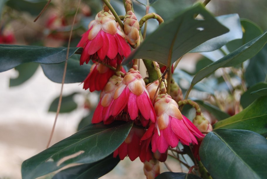 Rhodoleia henryi 'Scarlet Bells' в домашних условиях