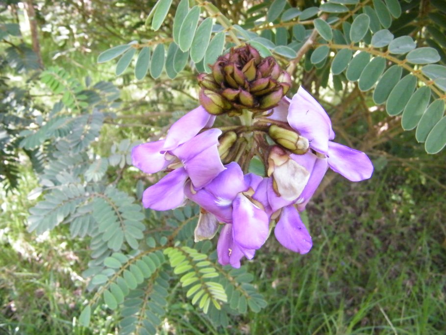 Vernicia fordii