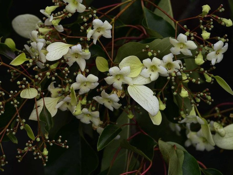 Мотыльковые лонхокарпус