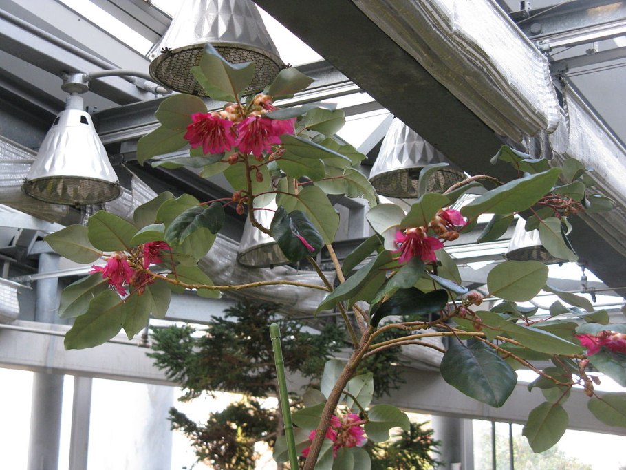 Фотергилла Major