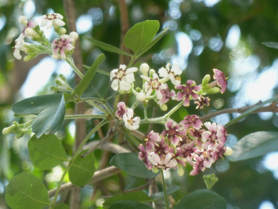 Фото семян Фотергилла