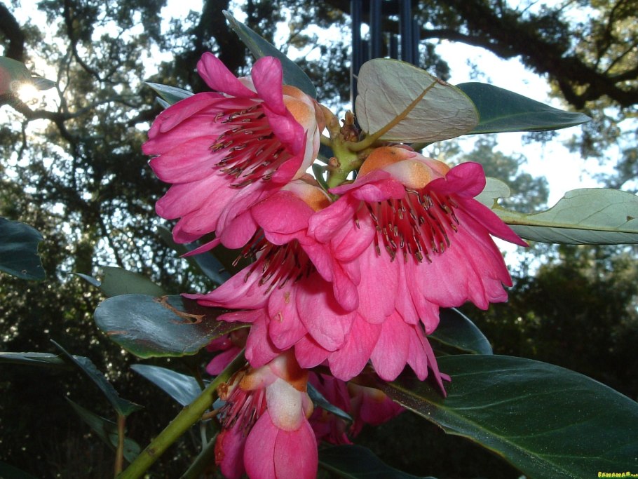 Rhodoleia championii