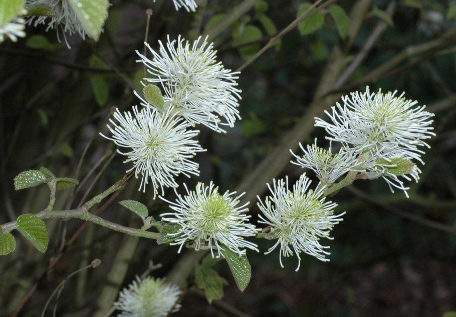 Табебуйя серратефолия