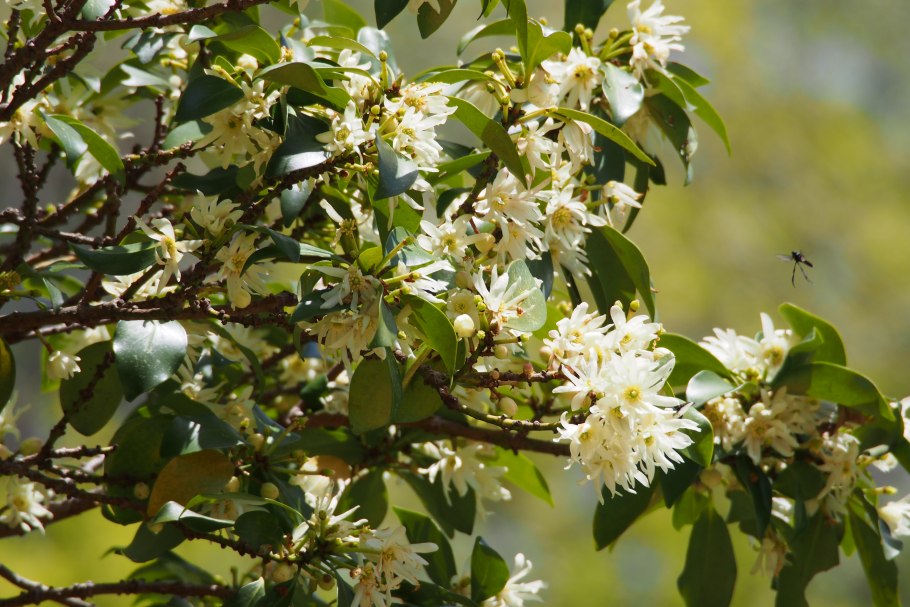 Hamamelis (гамамелис виргиниана) гамамелис виргинский