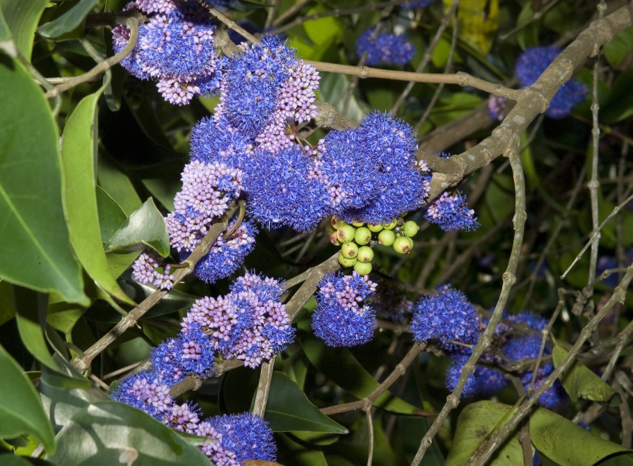 Орех Ксантоцерас (Чекалкин орех)