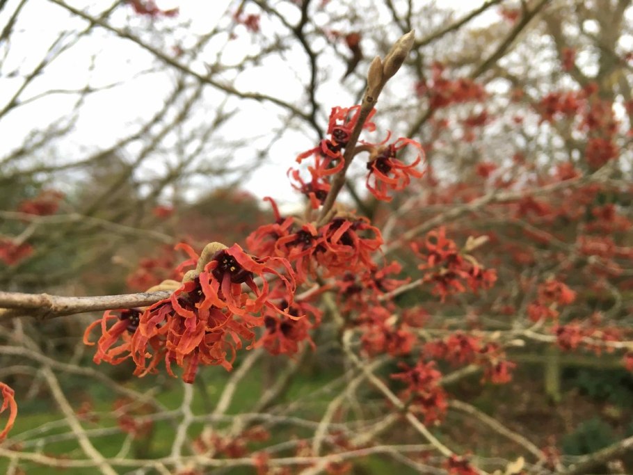 Ксантоцерас рябинолистный