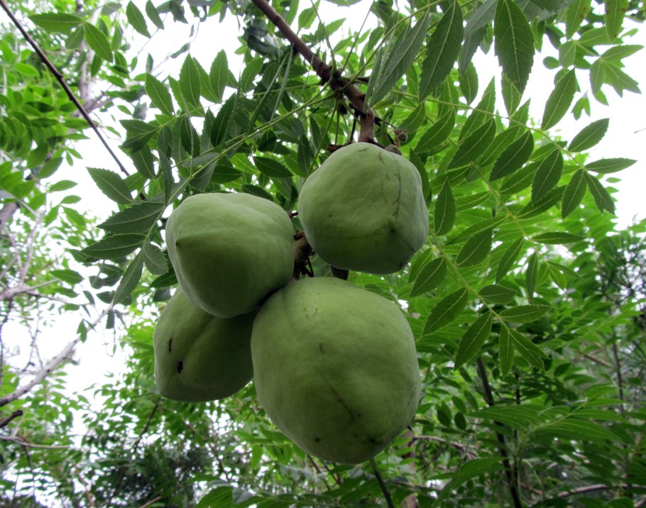 Банан лавандовый Musa Ornata