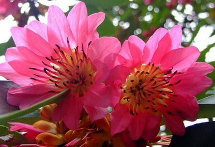 Болотноцветник индийский