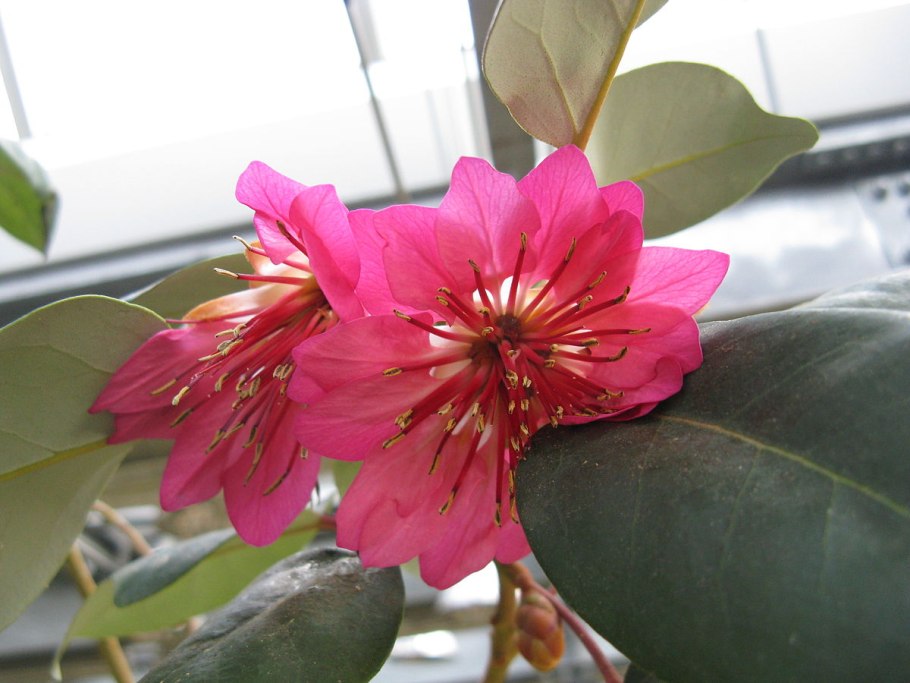 Rhodoleia henryi в домашних условиях