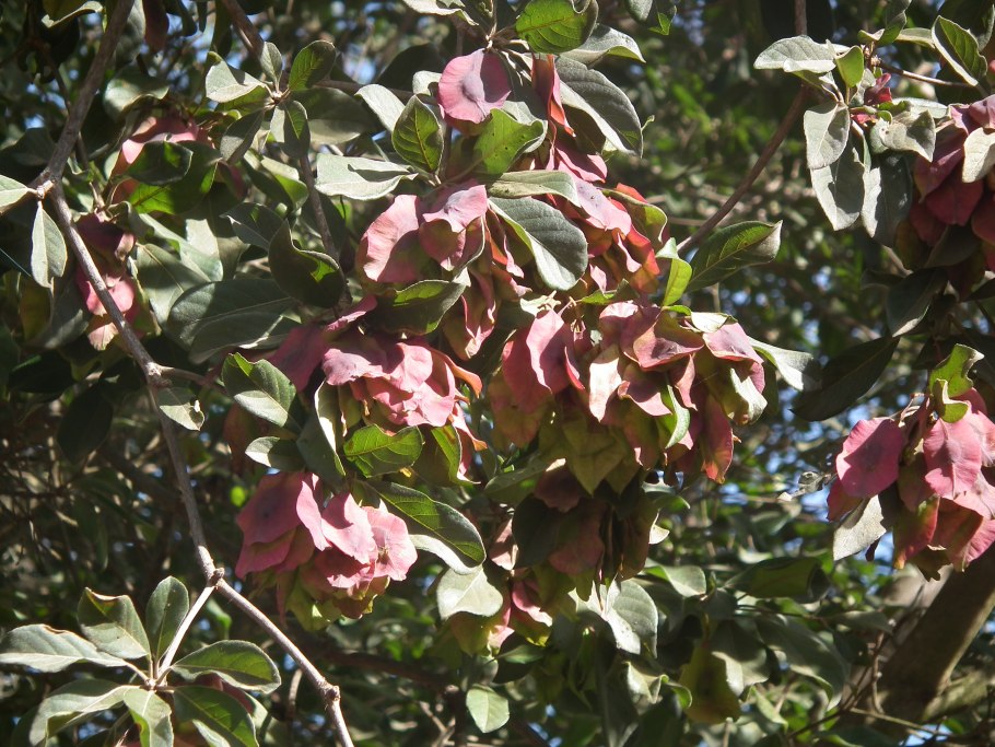 Rhododendron occidentale in California