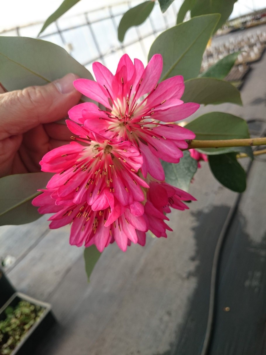 Лонхокарпус домингский ( Lonchocarpus domingensis ).