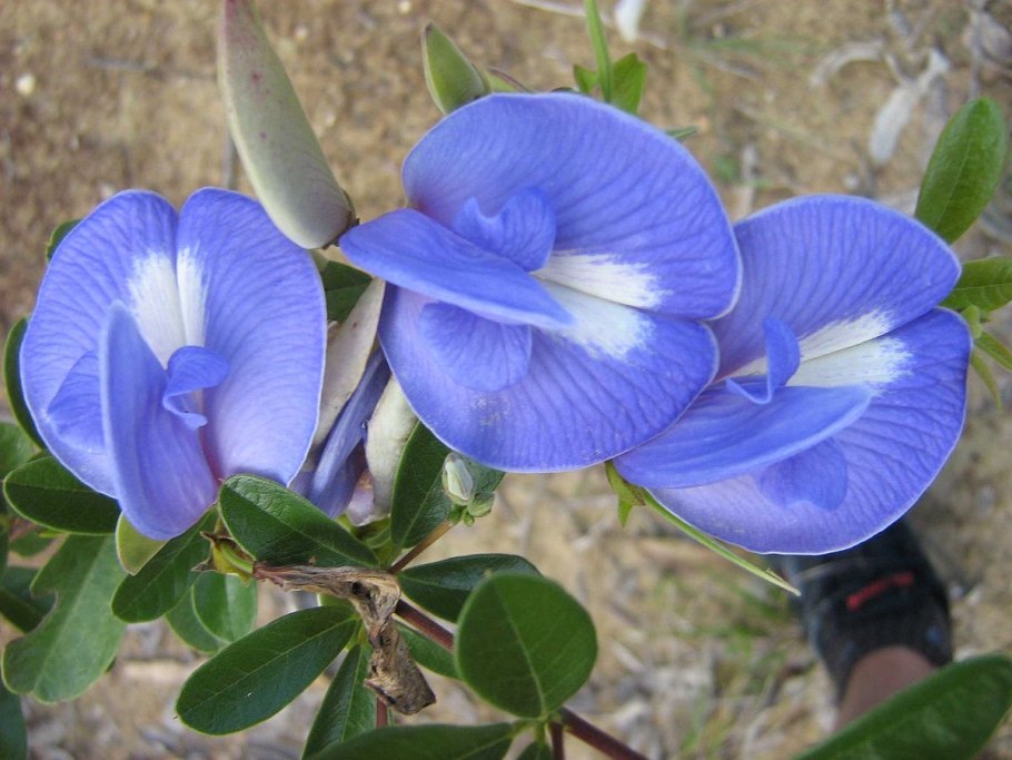 Рендера умбеллата Флоаре