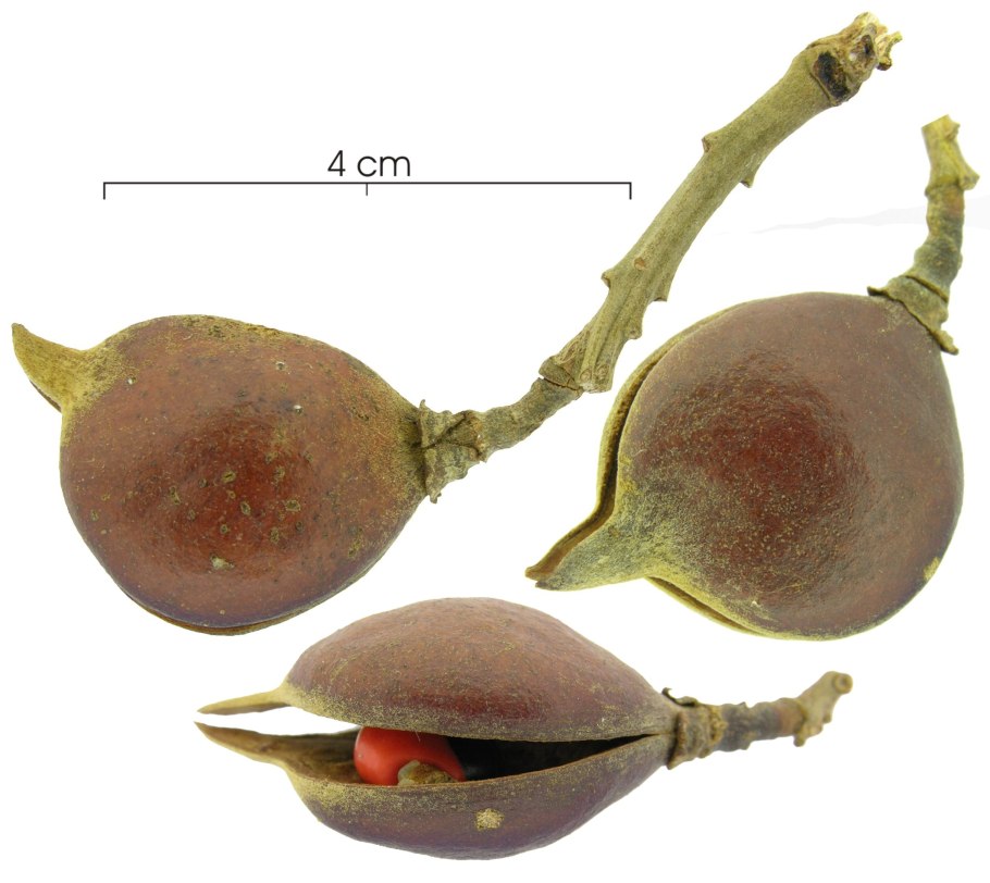 Ксантоцерас сорбифолиум