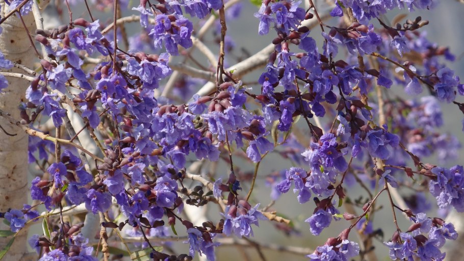 Мотыльковые лонхокарпус