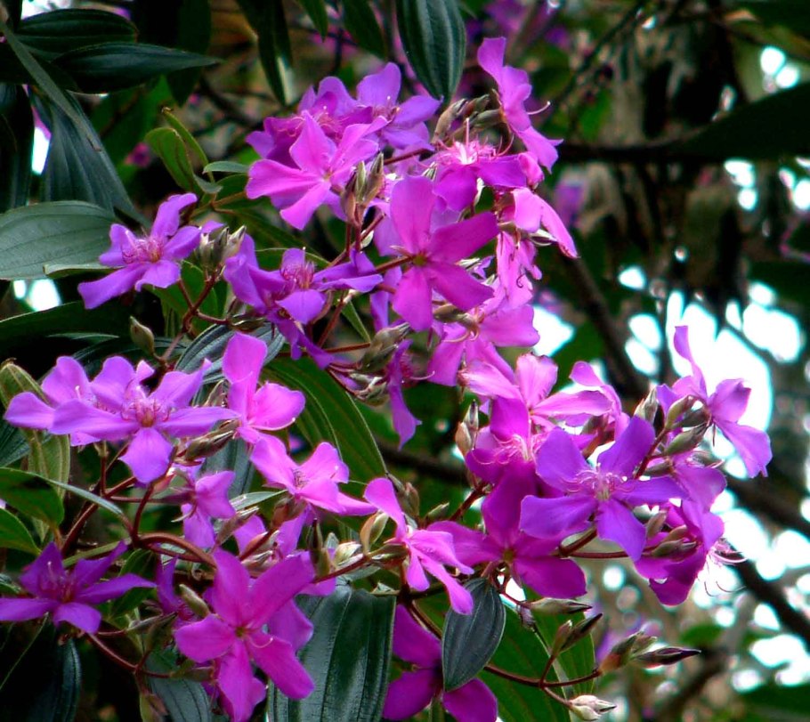 Карбюратор leader pz19jb