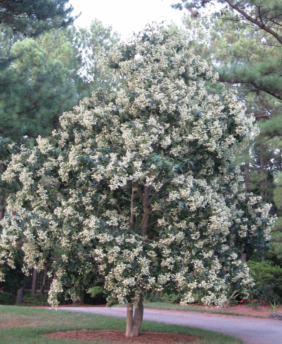 Меластомовые (Melastomataceae) Tibouchina