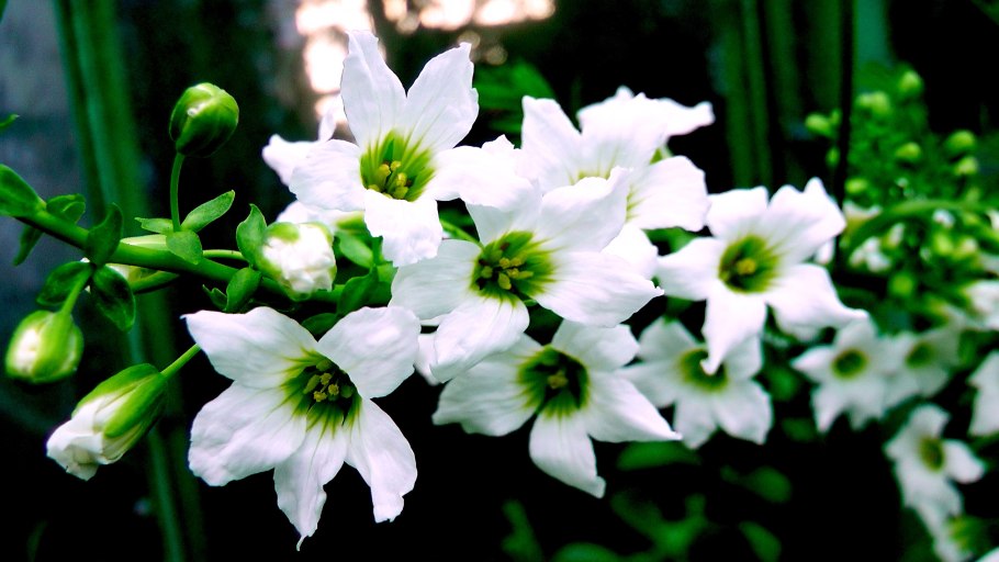 Ревень тангутский препараты