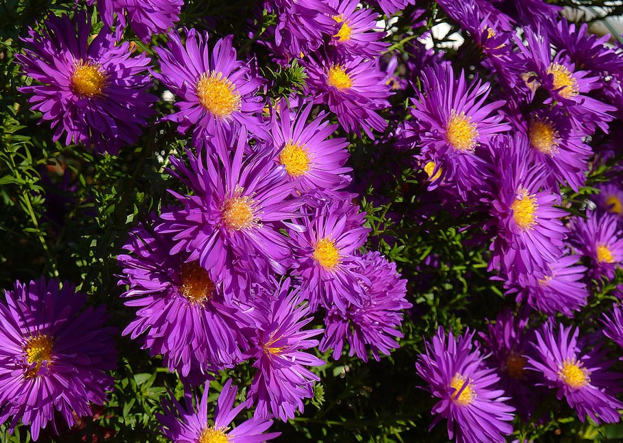• Aster amellus – Астра Дикая