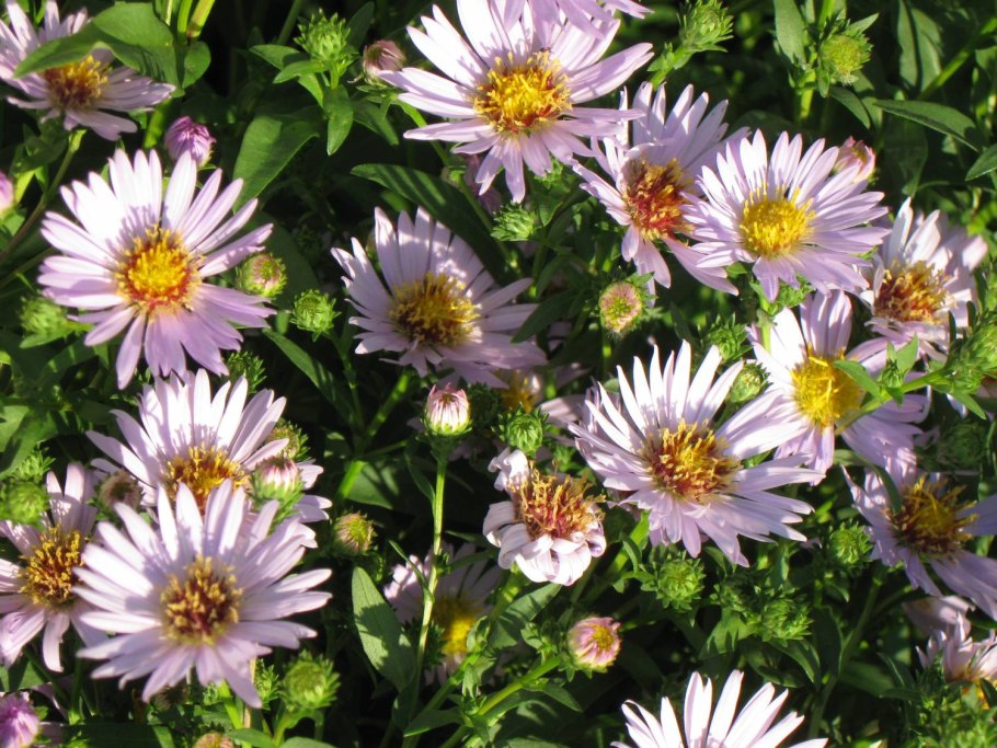 • Aster amellus – Астра Дикая