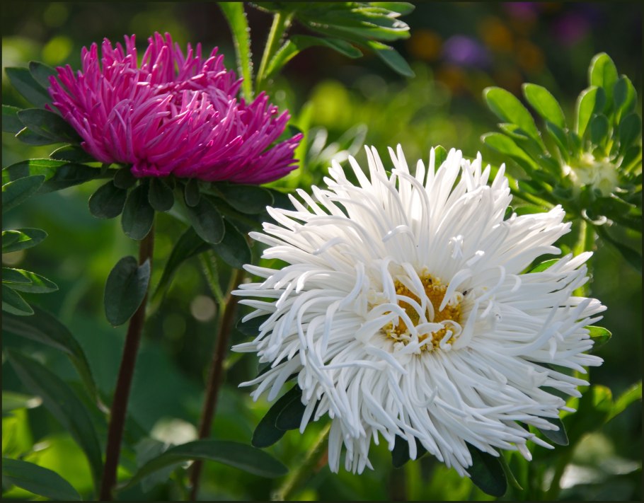 Астра хризантемовидная голден