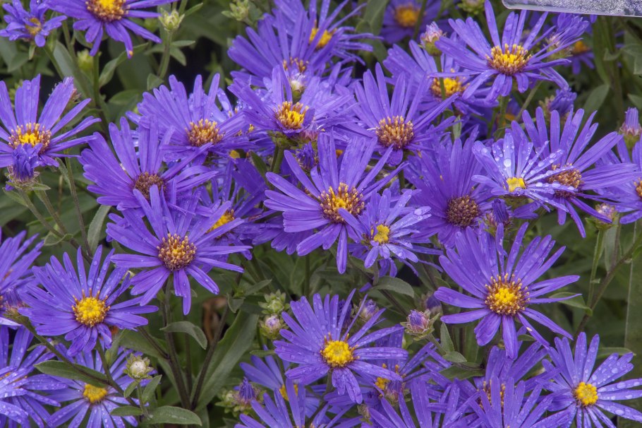 Астра итальянская (Aster amellus)