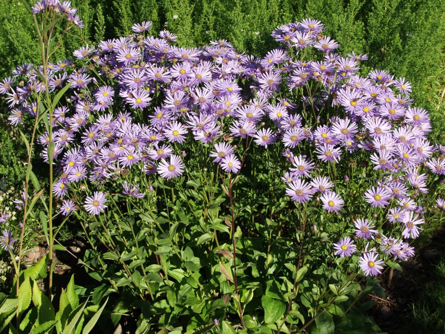 Астра Aster amellus Blue King