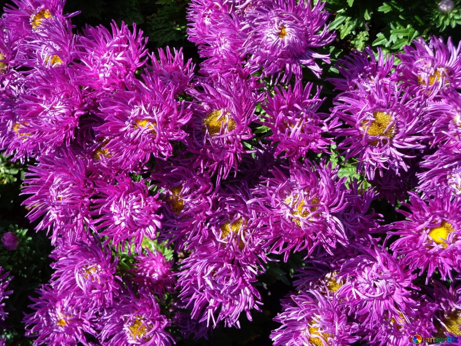 Астра Ромашковая. Aster amellus