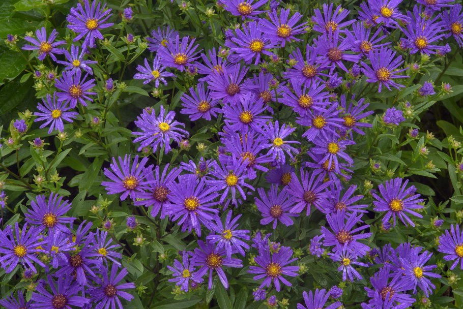 Астра многолетняя на подоконнике