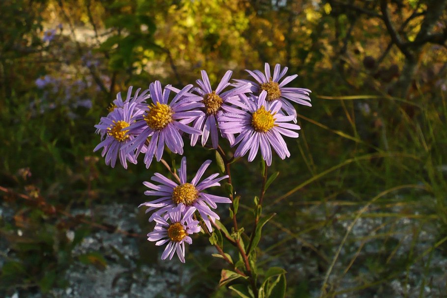 Астра турецкая цветок
