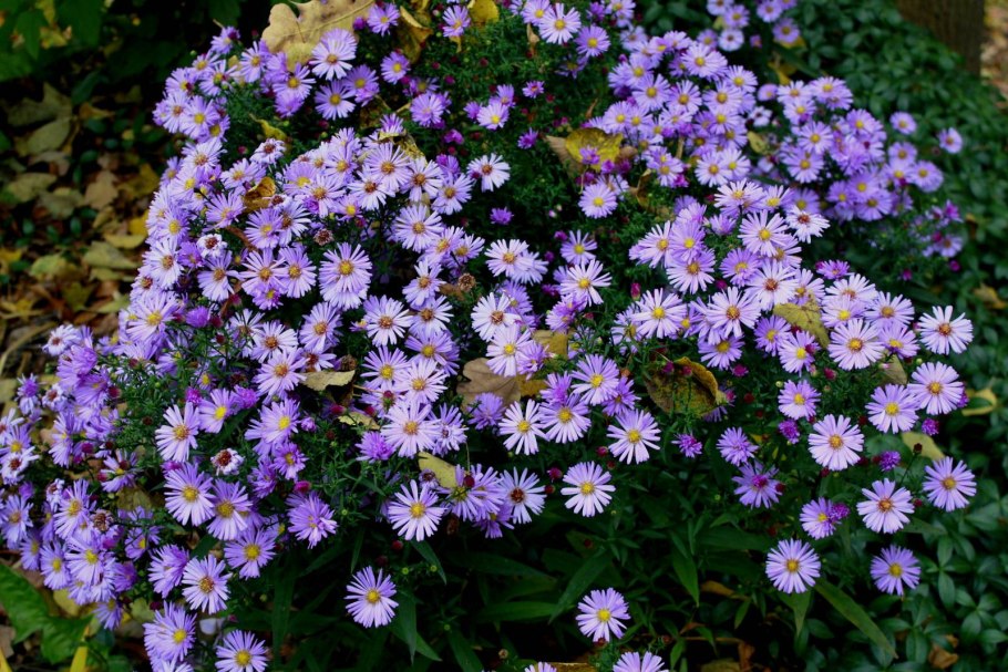 Астра итальянская многолетняя