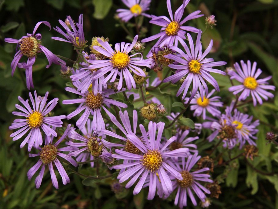 Астра многолетняя Рудольф