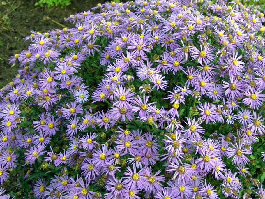 • Aster amellus – Астра Дикая