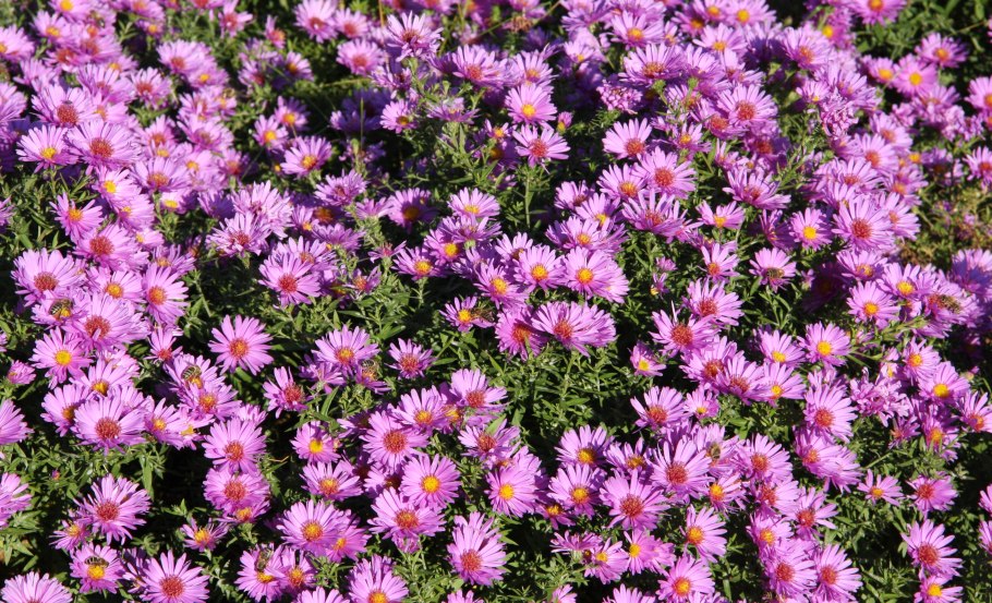 Астра кустарниковая Aster dumosus